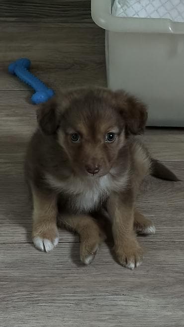 сколько стоит щенок йоркширского терьера: Собака даром: 2 месяца, Самка, С прививкой — 6