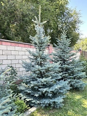 Голубая ель (Picea pungens ‘Glauca’) — зрелые декоративные экземпляры — 3