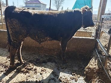 куры на мясо: Продаю | Бык (самец) | На откорм | Племенные — 2