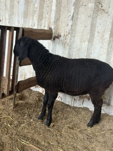 кой сойгуч: Продаю | Овца (самка) | Для разведения — 5