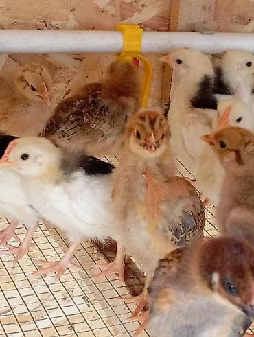 в связи с переездом отдам попугая жако в добрые руки: Продаю | Цыплята | Домашняя | Для разведения — 4