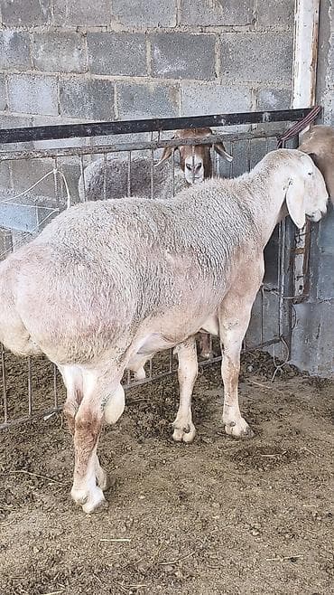 Продаю | Баран (самец) | Для разведения | Племенные