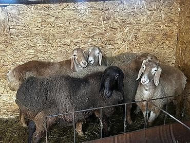 отходы для животных: Продаю | Овца (самка), Баран (самец) | Арашан | Для разведения | Матка — 6