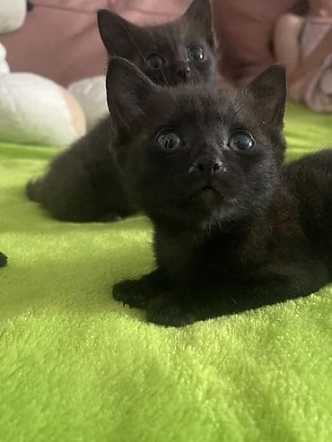 кошки балыкчы: Бомбейская, 2 месяца, Мальчик, Черный — 3