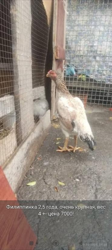 Продаю | Куры | Бойцовая | Для разведения