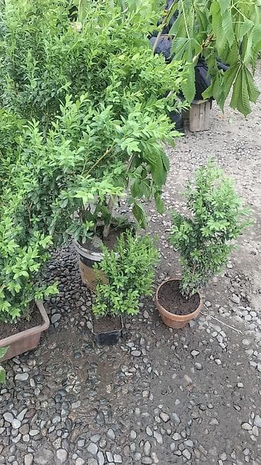 купить кустарники декоративные: Живые декоративные кустарники в контейнерах ИЗГОРОД - Вечнозелёные — 3