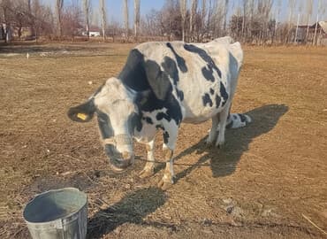 купить бельгийскую овчарку: Продаю | Корова (самка) | Голштин | Для молока | После отела — 1