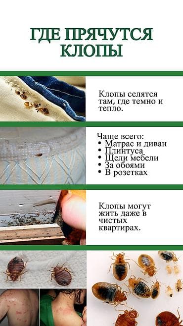 подъезды: Дезинфекция, дезинсекция, | Клопы, Блохи, Тараканы, | Транспорт, Офисы, Квартиры — 9
