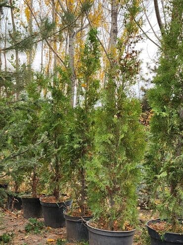 садовый стол: Продаются хвойные и лиственные деревья🌲🌳 - Голубая ель от 0,8-5м - — 11