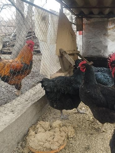 Башка жаныбарлар: Продаются куры порода Джерси гигант Россия Фокино только занеслись — 5