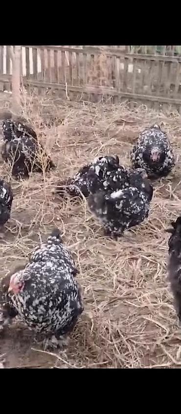 рабочий конь: Продаю | Инкубационные яйца | Для разведения — 2