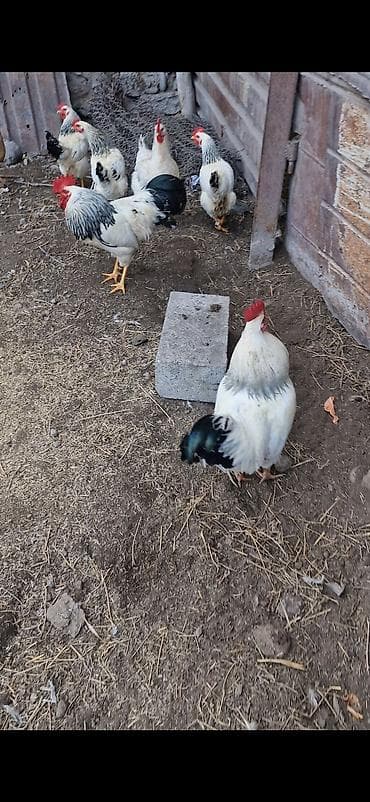 яйца броллер: Продаю | Куры | Суссекс | На забой — 2