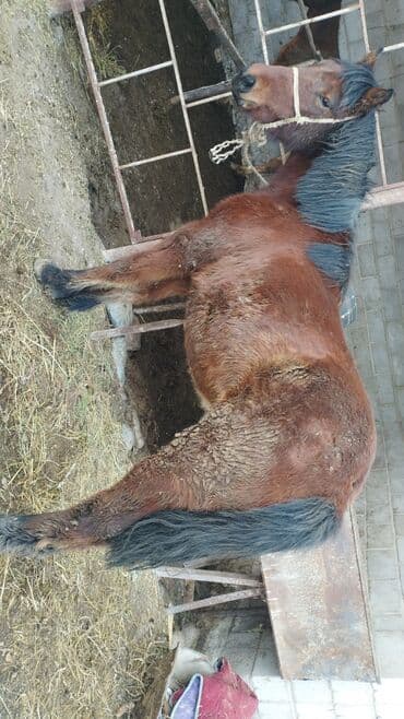 собака дом: Продаю | Кобыла (самка) | Конный спорт — 3