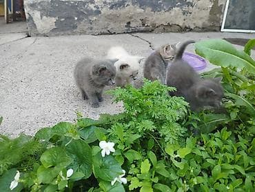 для крыс: Бесплатно котята от нашей кошки СУПЕР-ОХОТНИЦЫ. Кошка ловит не только — 4