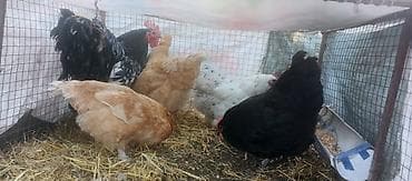клетка попугай: Продаю | Куры | Для разведения — 5
