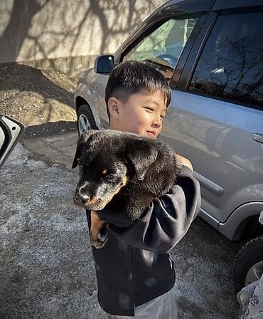 пони пони: Ротвейлер 3месяца кобель Крупная,чистокровная порода,уже знает — 2