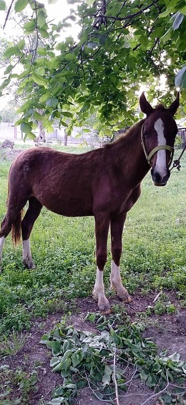 ат бишкек: Сатам | Тай | Жумушка — 7