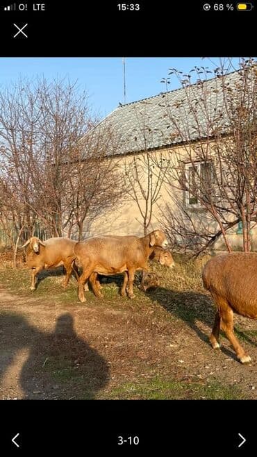 молочное оборудование: Продаю | Овца (самка) | Арашан | Для разведения | Котные — 4