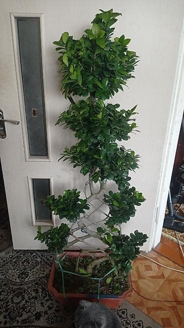 В продаже бонсай высотой 140см. не требуется пересадка. 6000с