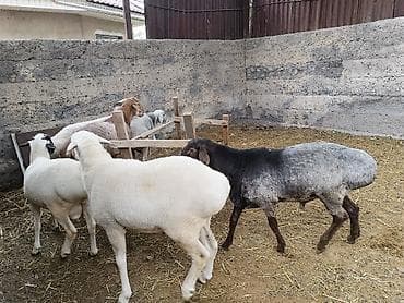 кой кана: Продаю | Баран (самец) | На забой, Для разведения | Племенные — 1