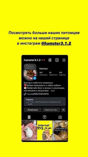 хомяе: Продаются сирийские и джунгарские хомячки. Ручные не кусаются. Есть — 9