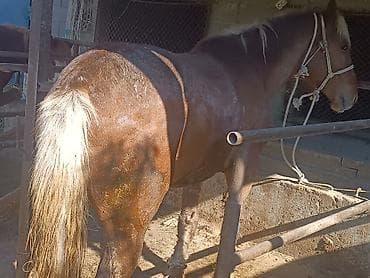 черная шотландская кошка: Продаю | Кобыла (самка) | Рабочий | Мерин — 5