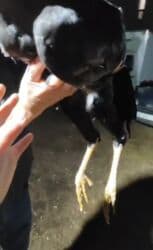 купить несушек курей: Продам дакан | бойцовский петухи| 5.5 Месяца. Срочно продам даканов — 3