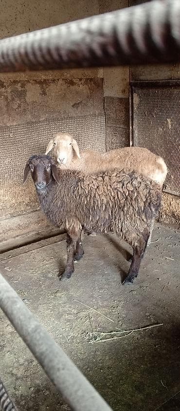 швиц тёлка: Продаю | Овца (самка) | Для разведения | Матка — 1
