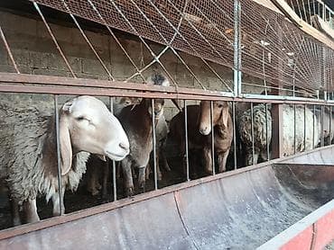 куры ухейилюй цена: Продаю | Баран (самец) | На забой | Котные — 2