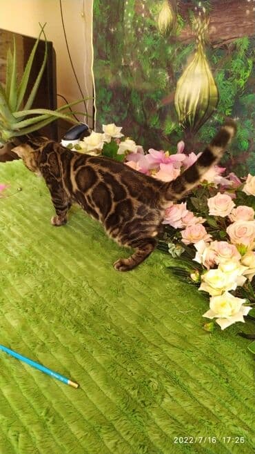 бенгальский леопардовый кот: Профессиональный Питомник Бенгалов . Бен Гла Мур предлагает Очень — 1