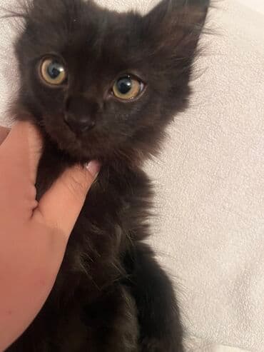 Кошка даром: Беспородная, 2 месяца, Мальчик, Метис, С прививками, Приучена к лотку