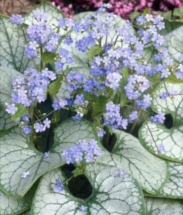 полька малина кочот: Продаю уличные многолетние цветы . Солнцелюбивые рас тения — 25