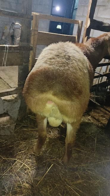 сколько стоит шиншилла маленькая: Продаю | Баран (самец) | Арашан | Для разведения — 9