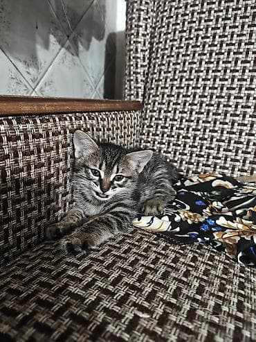 сиамскую кошку: Котята месячные. 1 мальчик и 2 девочки с короткими хвостами. игрывые и — 9