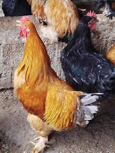 Баран, овца: Продаю | Петух | Брама | Для разведения — 5