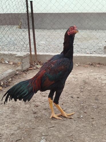 немецкая овчарка купить бишкек: Дакан жожо короз сатылат алмашу жолдору бар адрес Заря Тынчтык конушу — 3