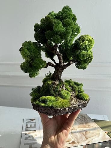 лавр дерево: В переводе с японского Бонсай означает «дерево, выращенное в блюде» — 1