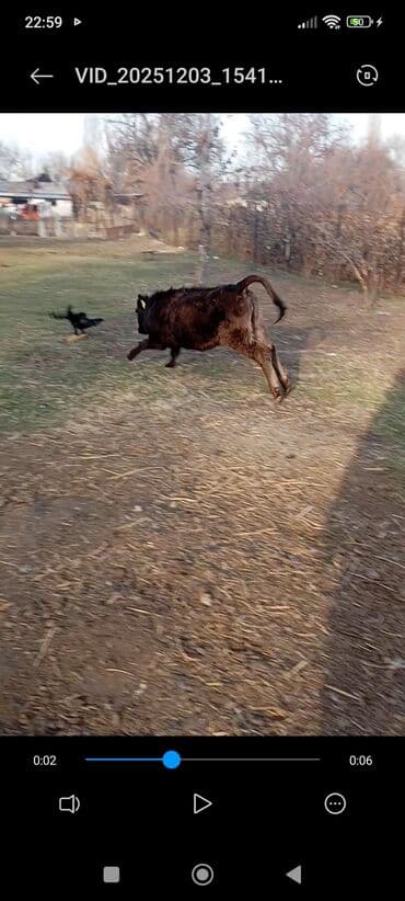 продаю дойная корова: Продаю | Корова (самка), Тёлка, Музоо, торпок | Швицкая, Абердин-ангус | На откорм, Для разведения, Для молока | Племенные — 4