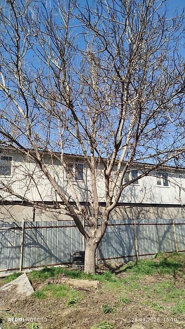 mark 1: Жангак отуну.Озунор жыгытып аралап кетесинер.2туп бар.1тубу 1000сомдон — 1