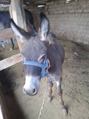 Осёл (молодой), рабочего типа. Описание: - Окрас: тёмно‑бурый с