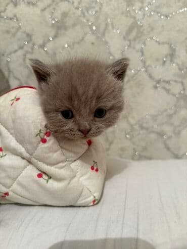 домик для котят: Открыта бронь на котят Scottish Fold и Scottish Strait,порода — 3