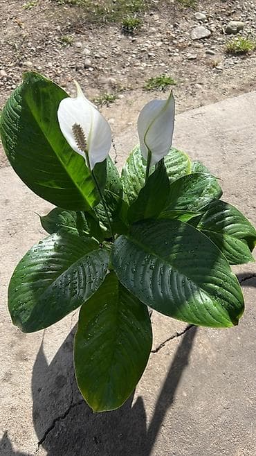 купить петунии: Спатифиллум (Spathiphyllum), комнатное растение - Вид: спатифиллум, с — 2