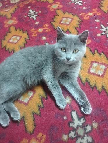 серый великан: Котёнок с плотной короткой шерстью ровного серо‑голубого окраса. Глаза — 3