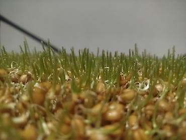 рыба амур: Сумолкко ондурулгон даяр буудай сатылат кг 150 сомдон даяры — 6