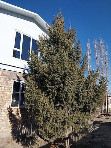голубые ели бишкек цена: Саженцы деревьев: Ели — 2