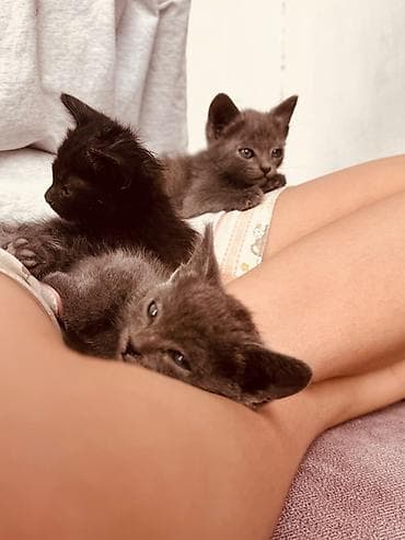 Животные: Котята в добрые руки — Бишкек - Описание: Ласковые малыши, найденные — 2