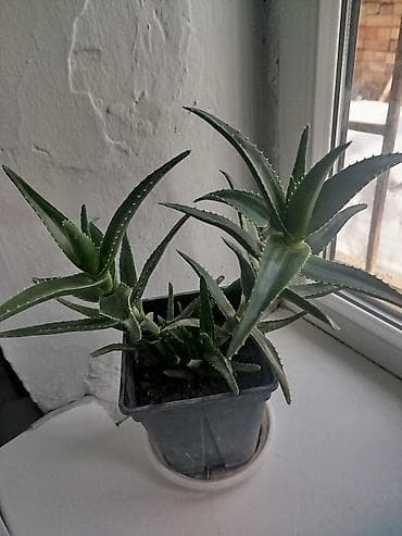 колокольчик: Комнатные растения в горшках — коллекция из 4 видов: 1) Молочай Миля — 10