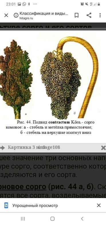 фикус гулу жонундо маалымат: Жугору карасы агы болсо сатып алам баасы келишим — 2