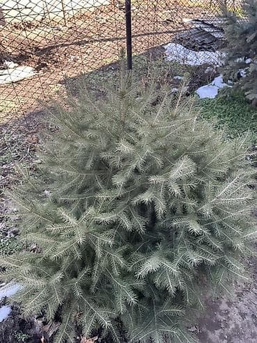 Садовая мебель: Саженцы деревьев: Ели — 5