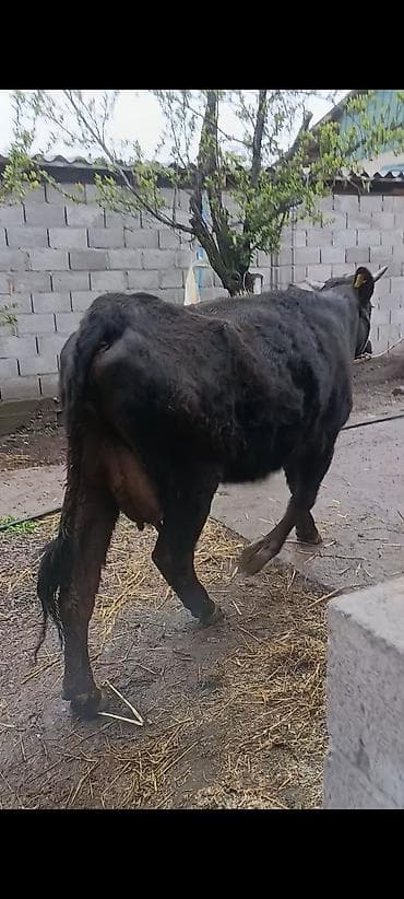 черепаха ош: Продаю | Корова (самка) | Для разведения | Привязанные — 2